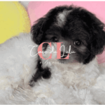CoCo de LuLu　大阪トイプードル専門犬舎